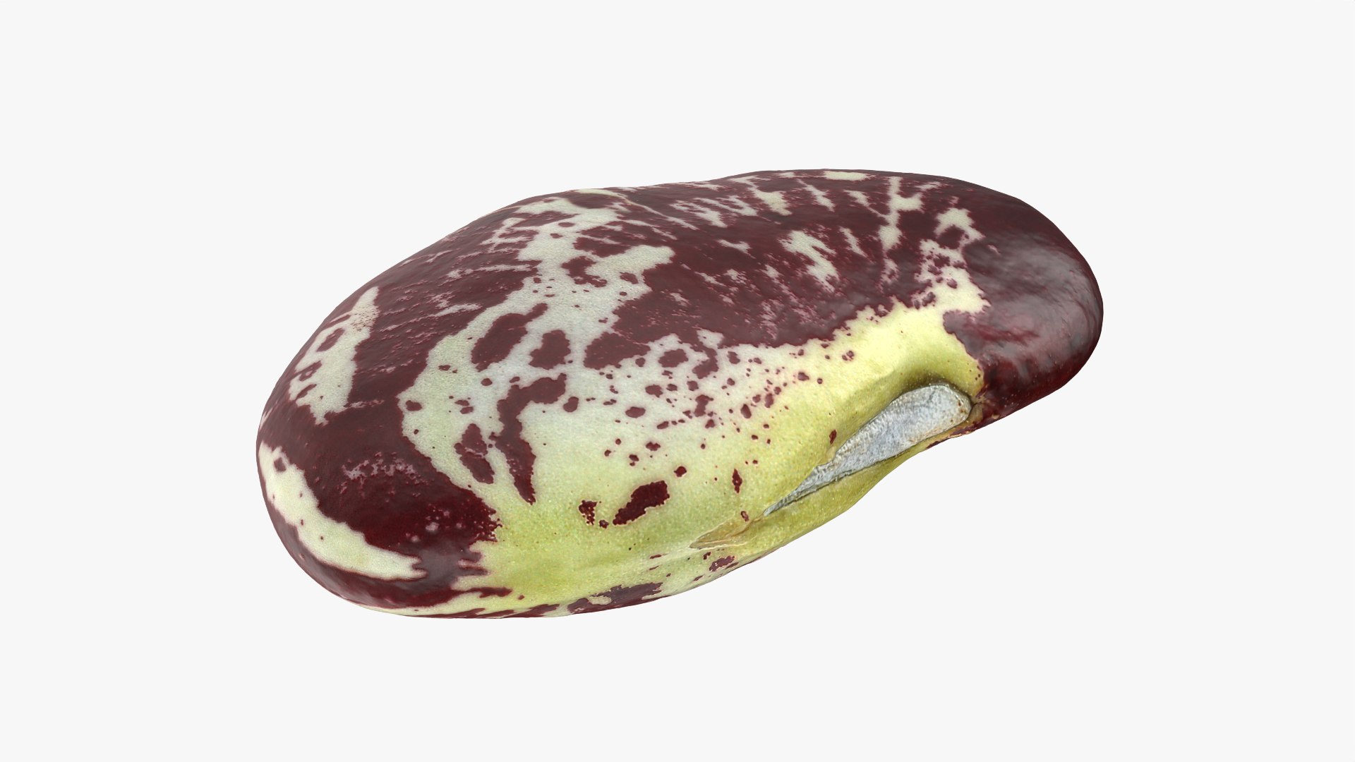 3D Christmas Pole Lima Bean https://p.turbosquid.com/ts-thumb/vu/gRTJBG/IQ/christmaspolelima_0007/png/1766514313/1920x1080/fit_q87/99604f6d3b3c0e55acd478b3ac786b65301fc7e7/christmaspolelima_0007.jpg