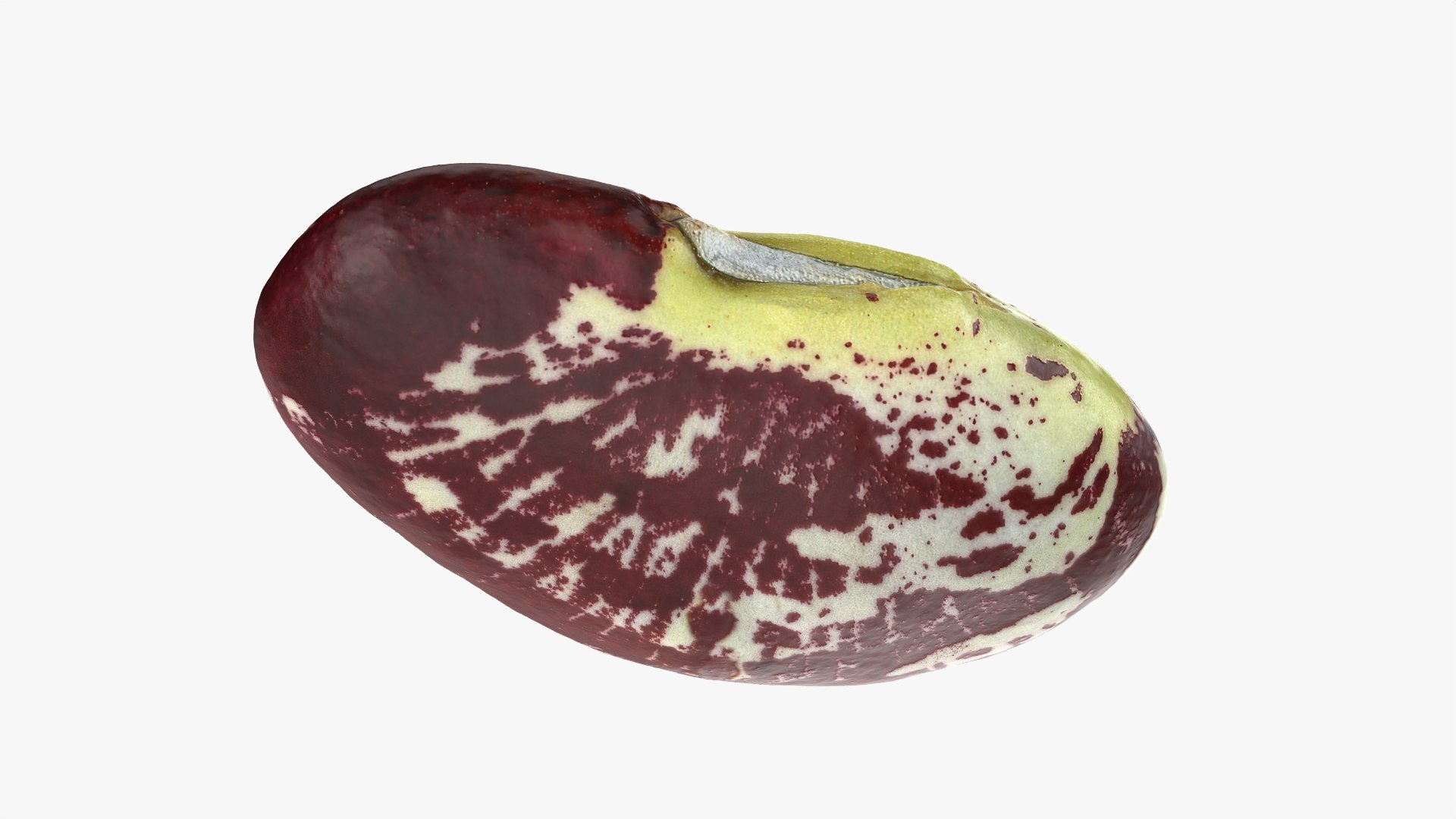 3D Christmas Pole Lima Bean https://p.turbosquid.com/ts-thumb/vu/gRTJBG/Td/christmaspolelima_0002/png/1766514282/1920x1080/fit_q87/9af403747c854526fb2446de0e0a2c37c8478a20/christmaspolelima_0002.jpg