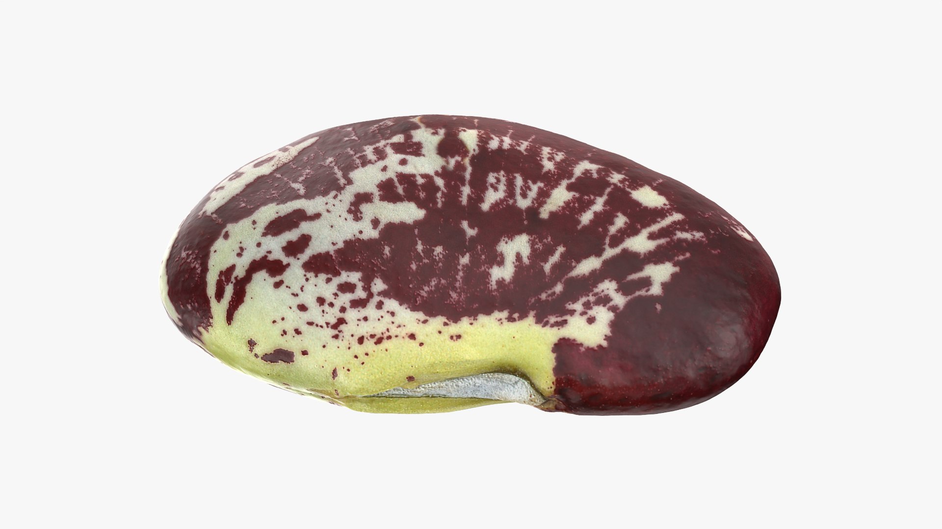 3D Christmas Pole Lima Bean https://p.turbosquid.com/ts-thumb/vu/gRTJBG/zh/christmaspolelima_0003/png/1766514291/1920x1080/fit_q87/6aa71a027ca2a12fa93d8f2f005704ca4a27589a/christmaspolelima_0003.jpg