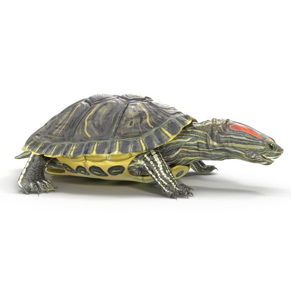 pond slider turtle rigged 3d model