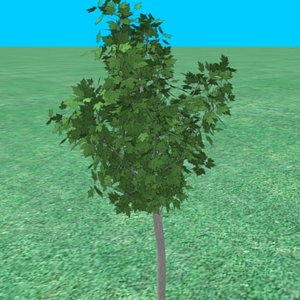 small_maple04