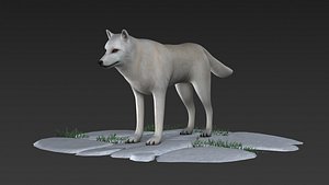 3D model arctic Labrador american mammal wolf