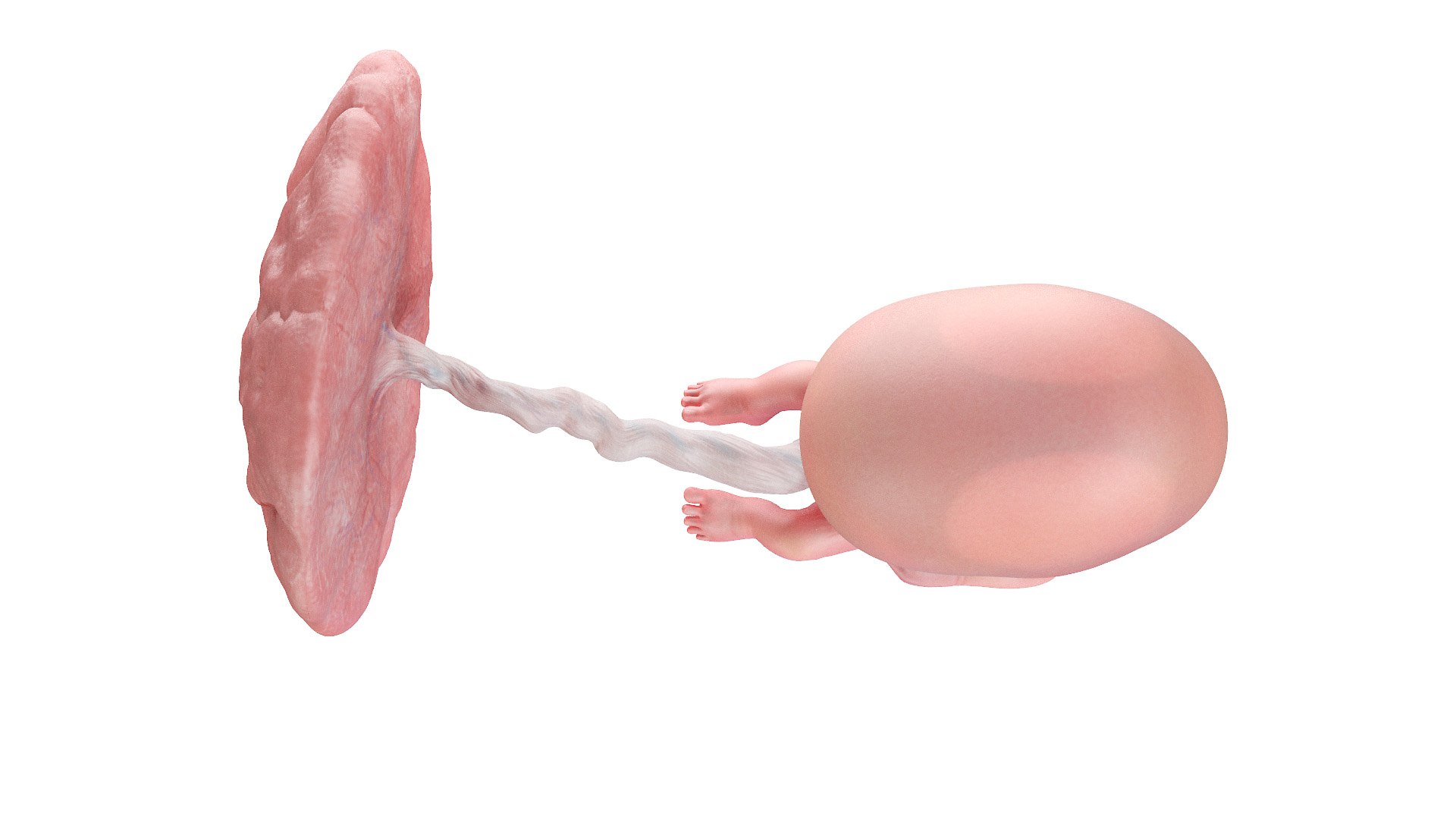 Fetus Anatomy Week 10 Animated model https://p.turbosquid.com/ts-thumb/vu/zx4cSJ/L3/fetus_week10f0002/jpg/1637249754/1920x1080/fit_q87/54ea6fecc79d23da7a612a801190249b7671db00/fetus_week10f0002.jpg
