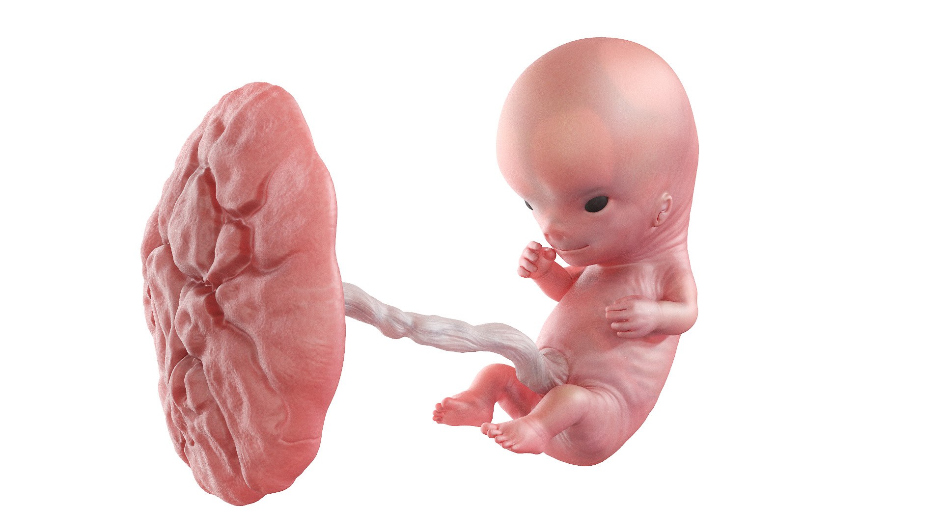 Fetus Anatomy Week 10 Animated model https://p.turbosquid.com/ts-thumb/vu/zx4cSJ/cK/fetus_week10f0000/jpg/1637249754/1920x1080/fit_q87/ae8abdb49571e439b1a952cc6a973681328fd9c7/fetus_week10f0000.jpg