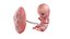 Anatomia płodu Tydzień 10 animowany