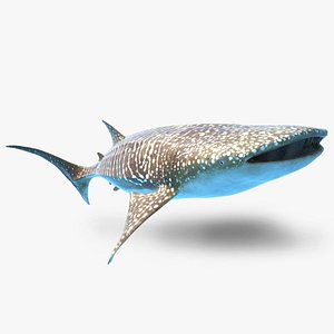 Whale Shark Rigged