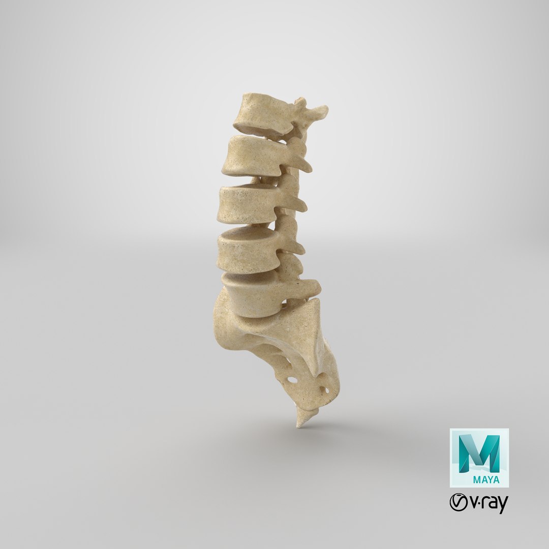 Real Human Lumbar Sacrum 3D - TurboSquid 1639931