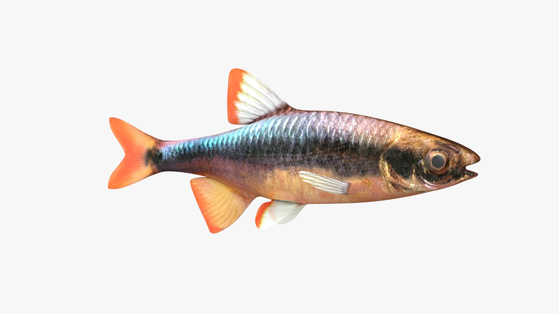 3D Flagfin Shiner Male Model - TurboSquid 1937512
