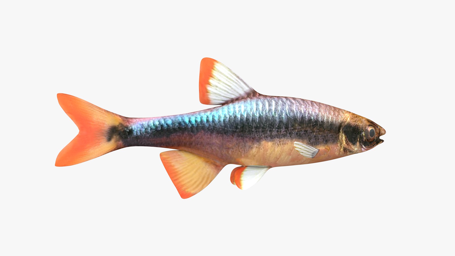3D Flagfin Shiner Male Model - TurboSquid 1937512