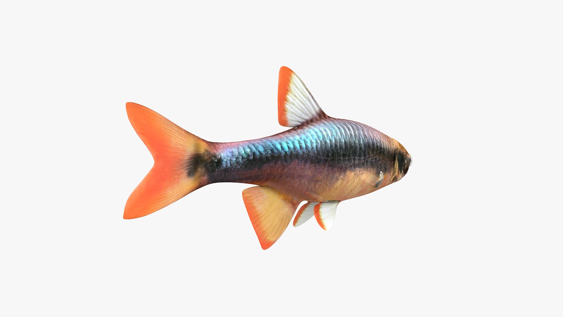 3D Flagfin Shiner Male Model - TurboSquid 1937512