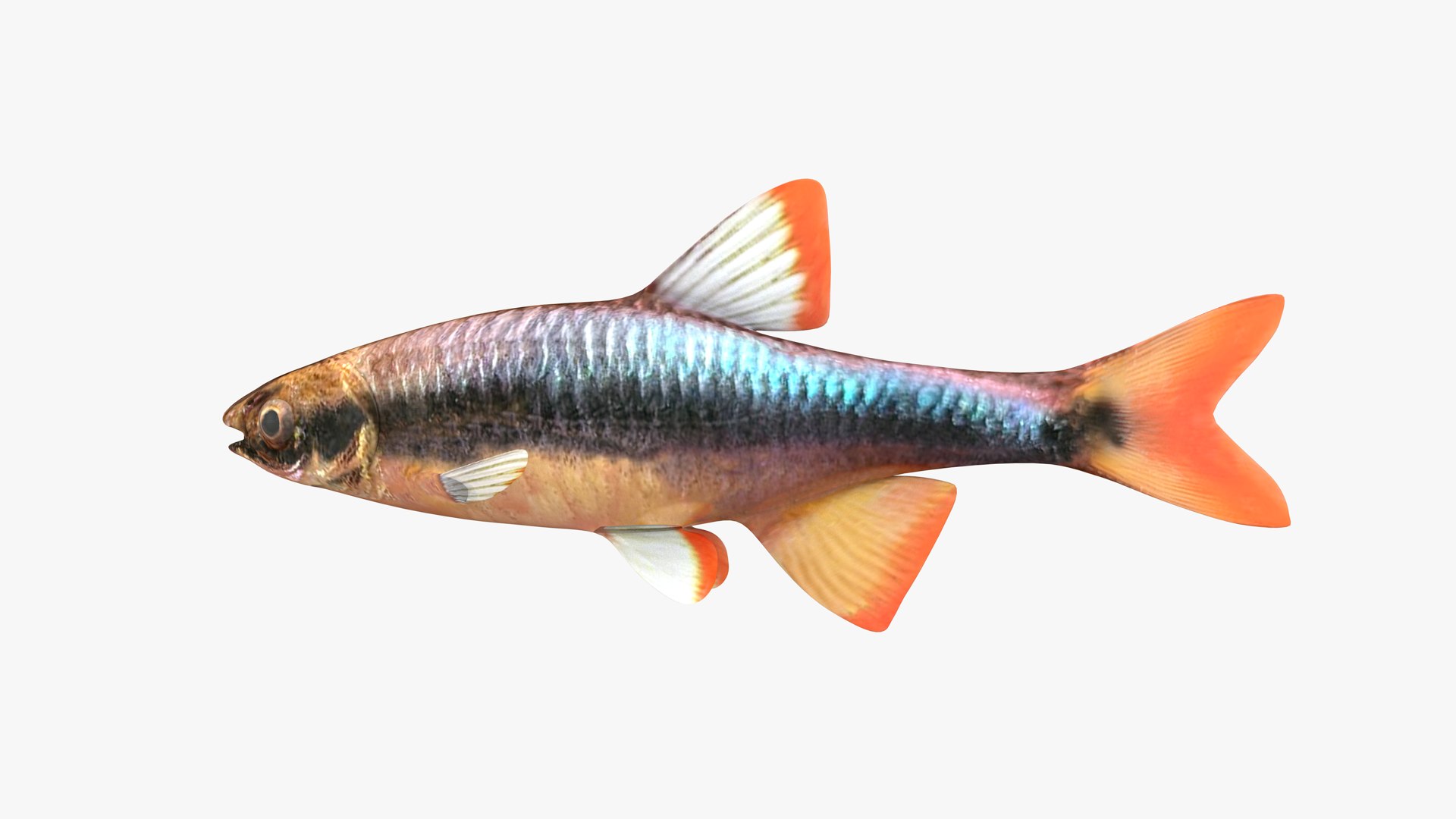 3D Flagfin Shiner Male Model - TurboSquid 1937512