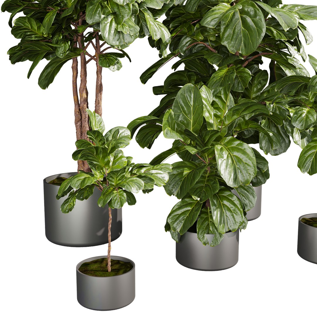 Collection plant vol 661 - fiddle - indoor - leaf - fig 3D model https://p.turbosquid.com/ts-thumb/vw/15KHmL/69/4/jpg/1762631579/1920x1080/fit_q87/7749bede9c46942978e5d09058898f69e294b0ce/4.jpg