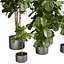コレクション植物vol.661 - フィドル - 屋内 - 葉 - イチジク
