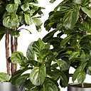 Collection plant vol 661 - fiddle - indoor - leaf - fig