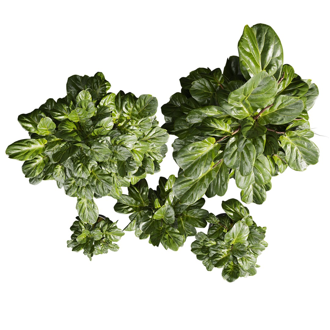 Collection plant vol 661 - fiddle - indoor - leaf - fig 3D model https://p.turbosquid.com/ts-thumb/vw/15KHmL/My/3/jpg/1762631579/1920x1080/fit_q87/8c199c1fa1912a475455215dc22022767a921845/3.jpg