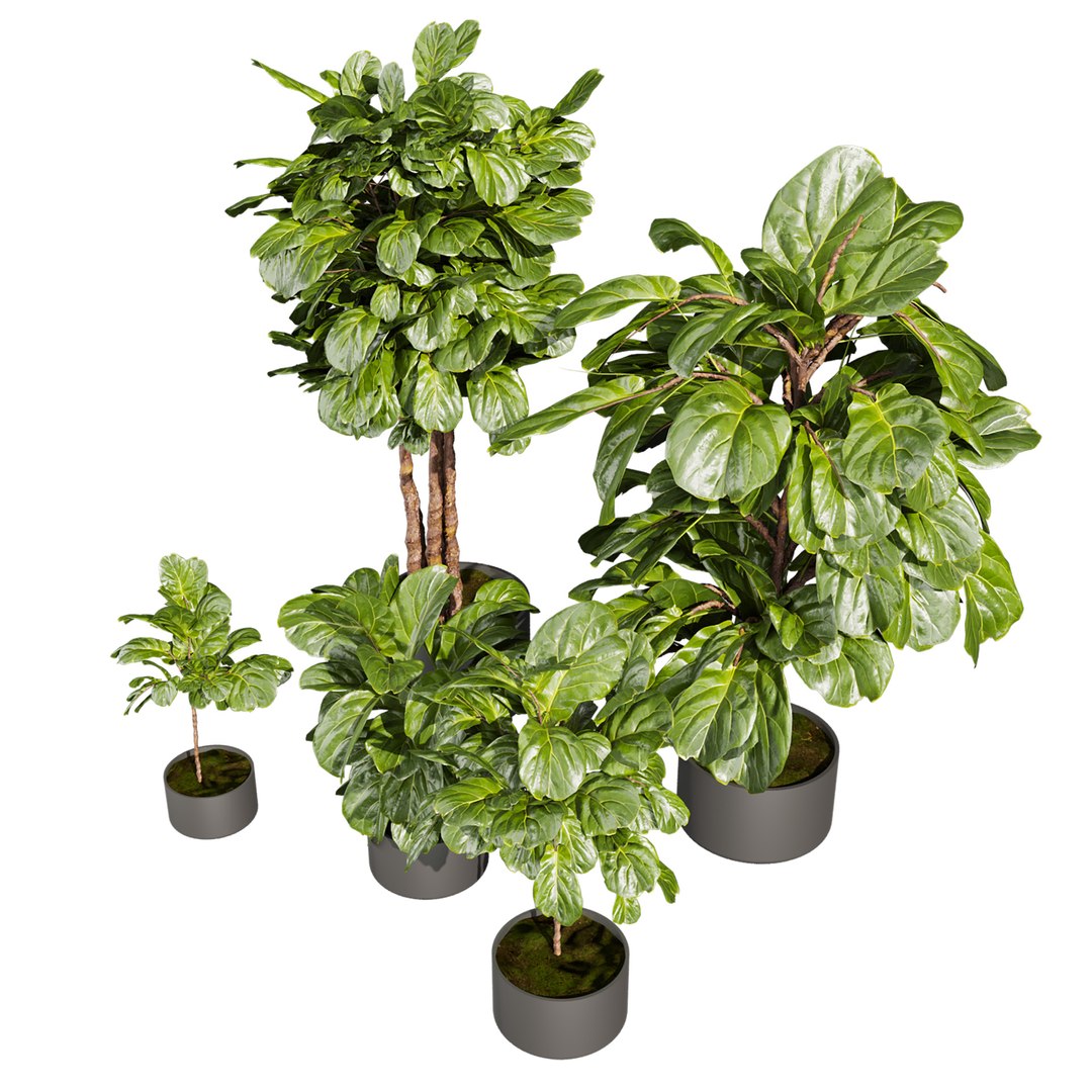 Collection plant vol 661 - fiddle - indoor - leaf - fig 3D model https://p.turbosquid.com/ts-thumb/vw/15KHmL/OW/5/jpg/1762631580/1920x1080/fit_q87/e1998a9c363510a623568ed1e8642224a9e9df7b/5.jpg