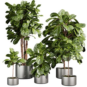 Collection plant vol 661 - fiddle - indoor - leaf - fig 3D model