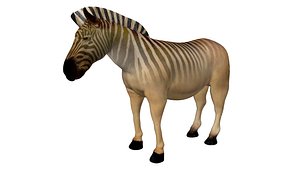 quagga zebra africa 3d model
