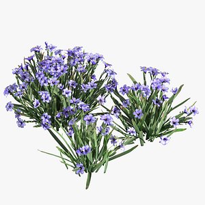 Devon skies- blue eye grass