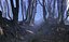 Real Forest Ultra HD 16K