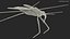 Water Strider 3D model
