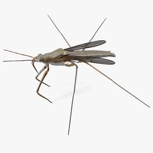 Water Strider 3D model