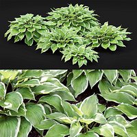 Hosta 01
