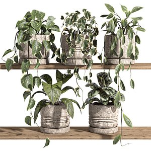 ivy potted plants on shelf