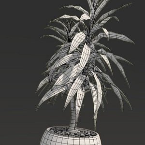 Dracaena (4)