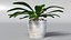 Indoor Plant Glauca Cordyline Potted