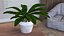 Indoor Plant Glauca Cordyline Potted