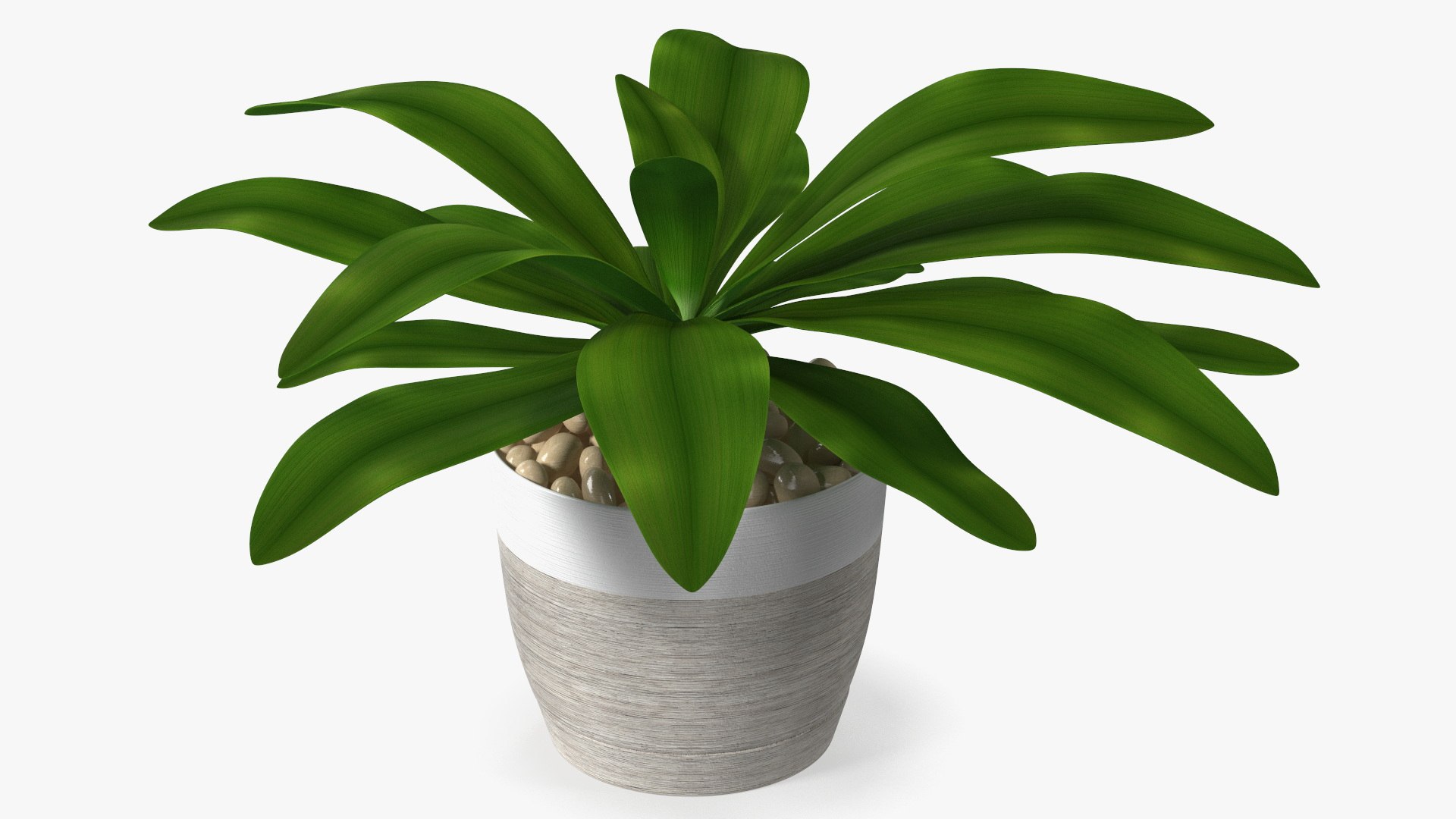 3D model Indoor Plant Glauca Cordyline Potted https://p.turbosquid.com/ts-thumb/vw/yiCHKj/Hd/indoorplantglaucacordylinepotted3dsmodel001/jpg/1690941741/1920x1080/fit_q87/60f6fe95d44dc520e6f0db7b8fbfb9adfb5c0f0a/indoorplantglaucacordylinepotted3dsmodel001.jpg