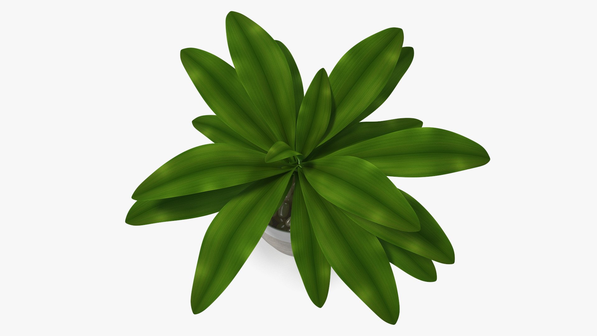 3D model Indoor Plant Glauca Cordyline Potted https://p.turbosquid.com/ts-thumb/vw/yiCHKj/MV/indoorplantglaucacordylinepotted3dsmodel012/jpg/1690942198/1920x1080/fit_q87/773458b7a8fb2776a3511c9fc38f9786c0282369/indoorplantglaucacordylinepotted3dsmodel012.jpg