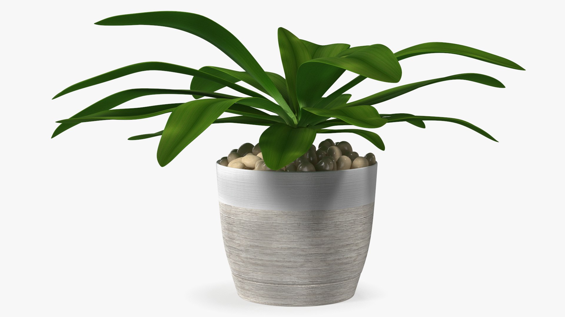 3D model Indoor Plant Glauca Cordyline Potted https://p.turbosquid.com/ts-thumb/vw/yiCHKj/R7/indoorplantglaucacordylinepotted3dsmodel010/jpg/1690942190/1920x1080/fit_q87/e86c117a6847639946ac1449534482e4a4c5193d/indoorplantglaucacordylinepotted3dsmodel010.jpg