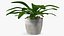 Indoor Plant Glauca Cordyline Potted