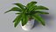 Indoor Plant Glauca Cordyline Potted