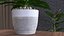Indoor Plant Glauca Cordyline Potted