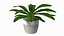 Indoor Plant Glauca Cordyline Potted