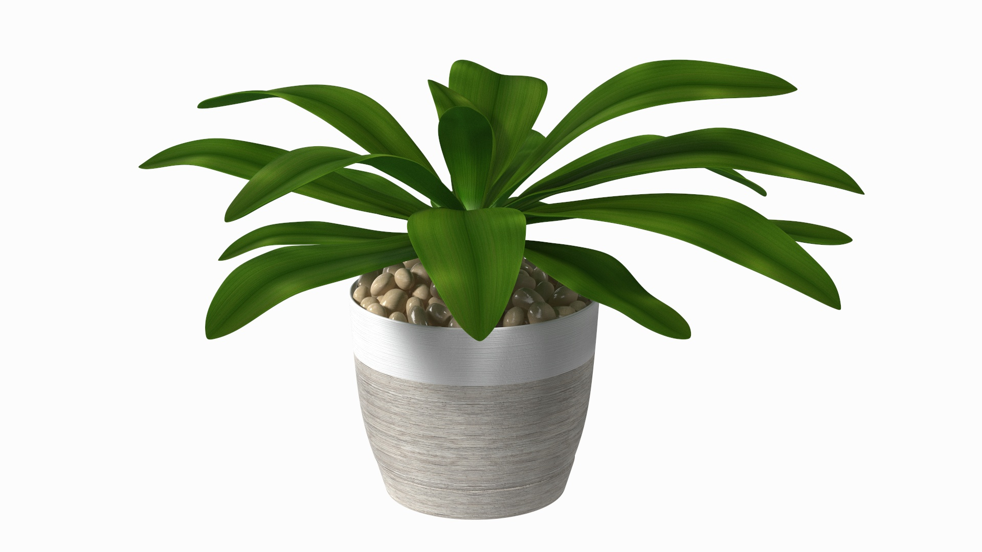 3D model Indoor Plant Glauca Cordyline Potted https://p.turbosquid.com/ts-thumb/vw/yiCHKj/u9/indoor_plant_glauca_cordyline_potted_360/jpg/1690941744/1920x1080/turn_fit_q99/4098bc12d22a46294a789a3d83be8a3c310752b0/indoor_plant_glauca_cordyline_potted_360-1.jpg