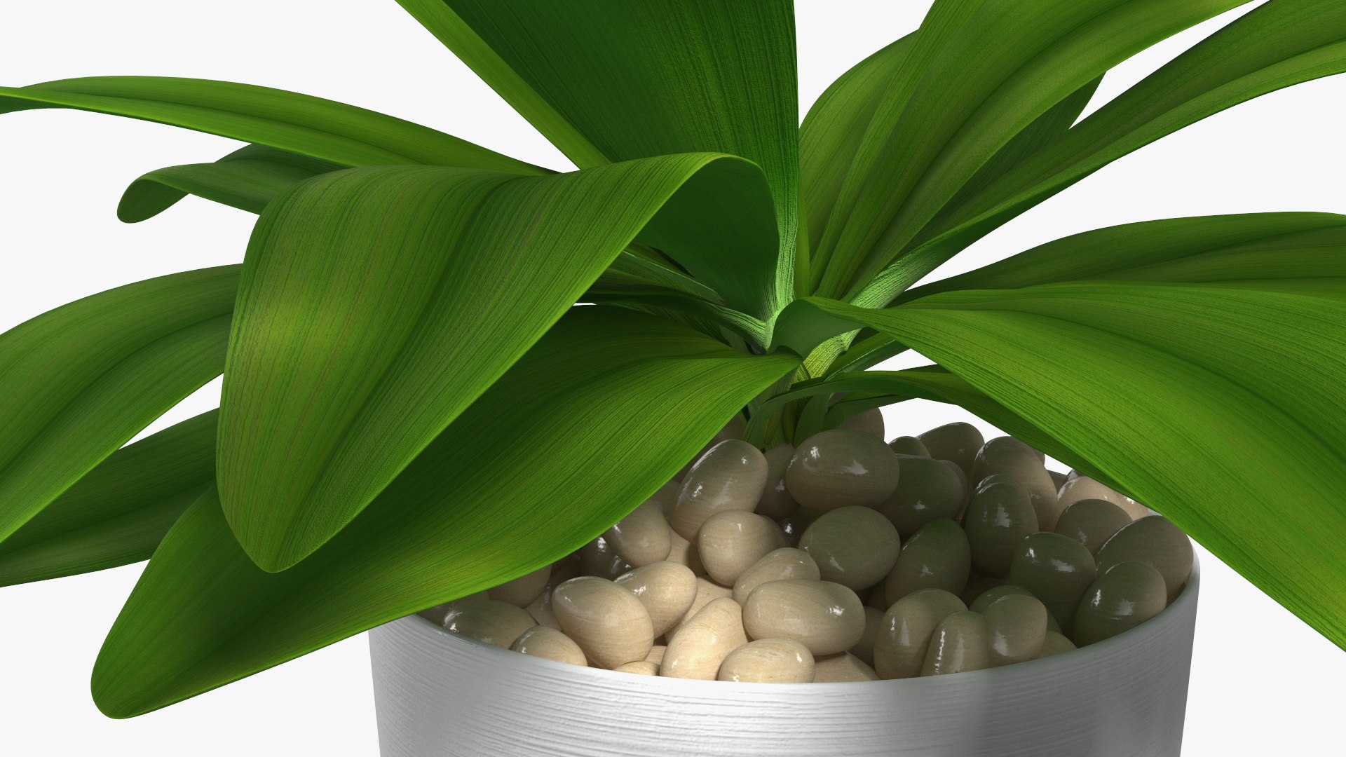 3D model Indoor Plant Glauca Cordyline Potted https://p.turbosquid.com/ts-thumb/vw/yiCHKj/uH/indoorplantglaucacordylinepotted3dsmodel014/jpg/1690942206/1920x1080/fit_q87/3c7f9cc0cbcce0f22e9d4fab7d47cb014dd4251f/indoorplantglaucacordylinepotted3dsmodel014.jpg