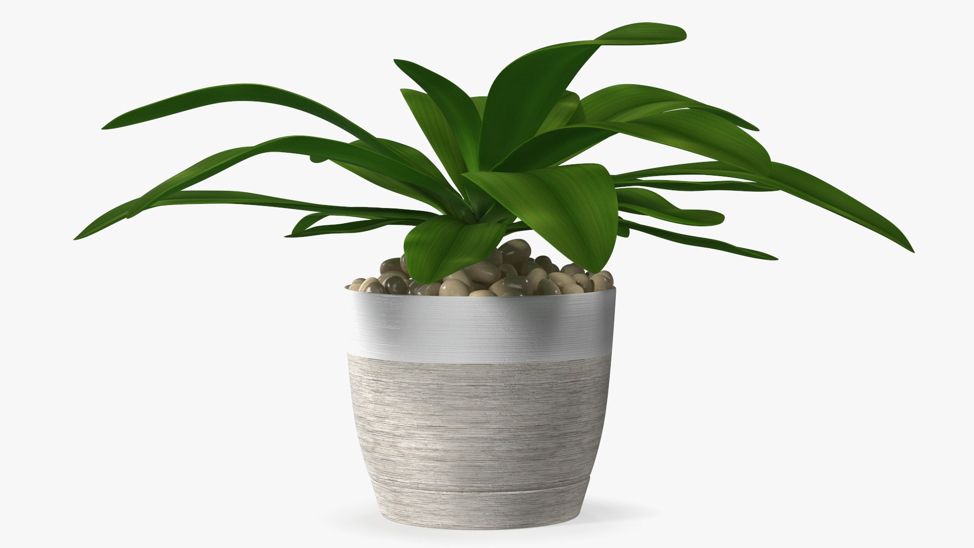 3D model Indoor Plant Glauca Cordyline Potted https://p.turbosquid.com/ts-thumb/vw/yiCHKj/wX/indoorplantglaucacordylinepotted3dsmodel011/jpg/1690942195/1920x1080/fit_q87/7ee0615f1c9c1a5fa8f51d1f13882631cfb75fe8/indoorplantglaucacordylinepotted3dsmodel011.jpg