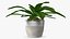 Indoor Plant Glauca Cordyline Potted