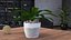Indoor Plant Glauca Cordyline Potted