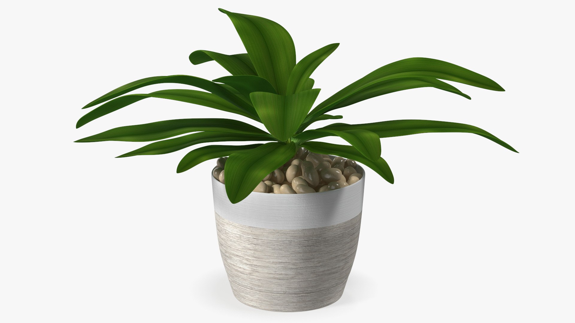 3D model Indoor Plant Glauca Cordyline Potted https://p.turbosquid.com/ts-thumb/vw/yiCHKj/xO/indoorplantglaucacordylinepotted3dsmodel009/jpg/1690942187/1920x1080/fit_q87/738c10e926bbea2145b52be8a355eadf97d375f9/indoorplantglaucacordylinepotted3dsmodel009.jpg