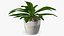 Indoor Plant Glauca Cordyline Potted