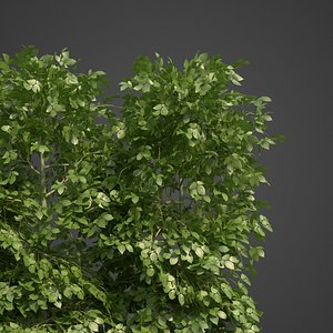 2021 PBR European Hornbeam Hedges Collection - Carpinus Betulus