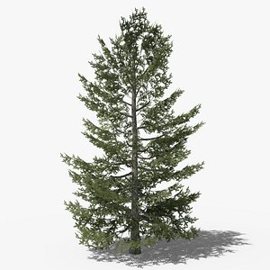 Pine v10