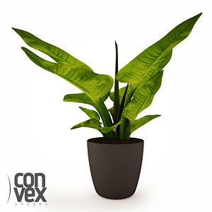 Potted Plants 11
