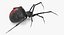 black widow spider rigged 3D