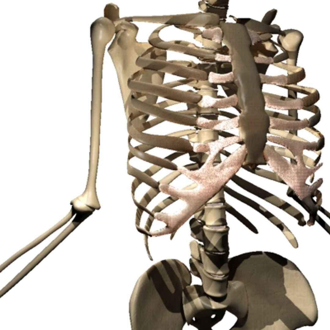Human Skeleton Max